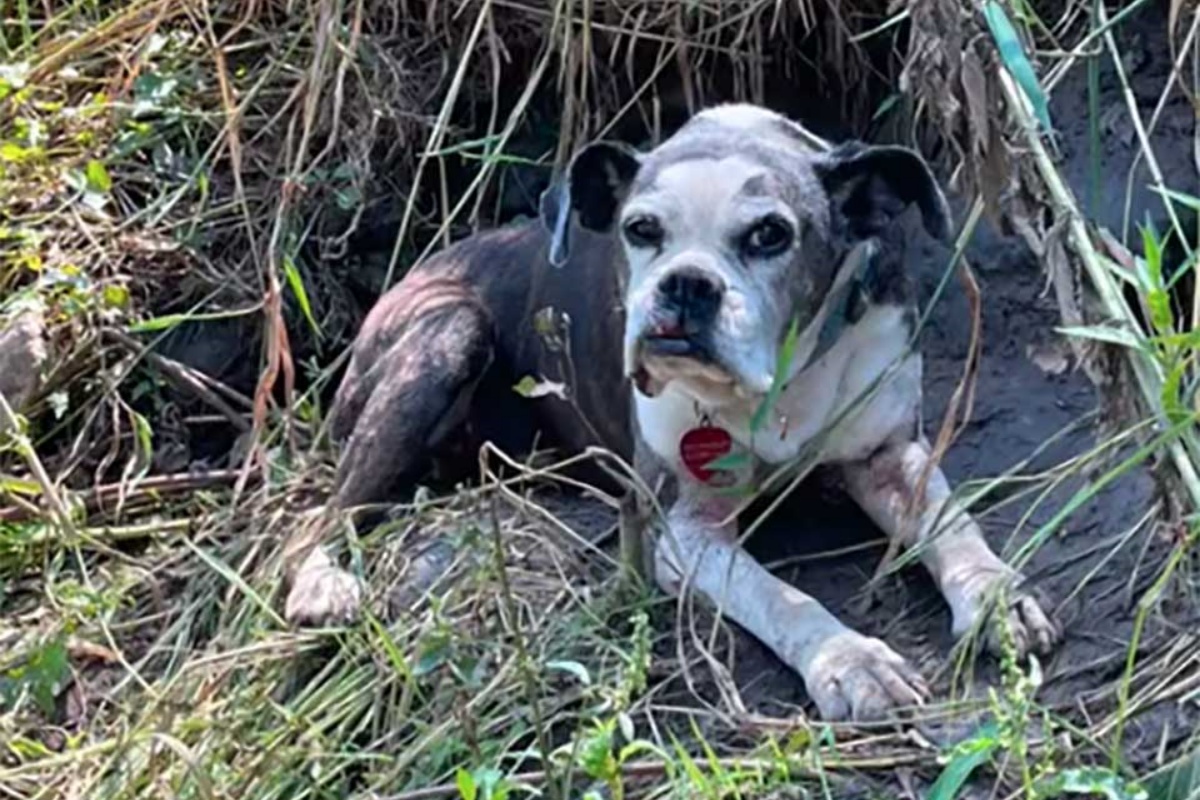 La storia della cagnolina Ethyl