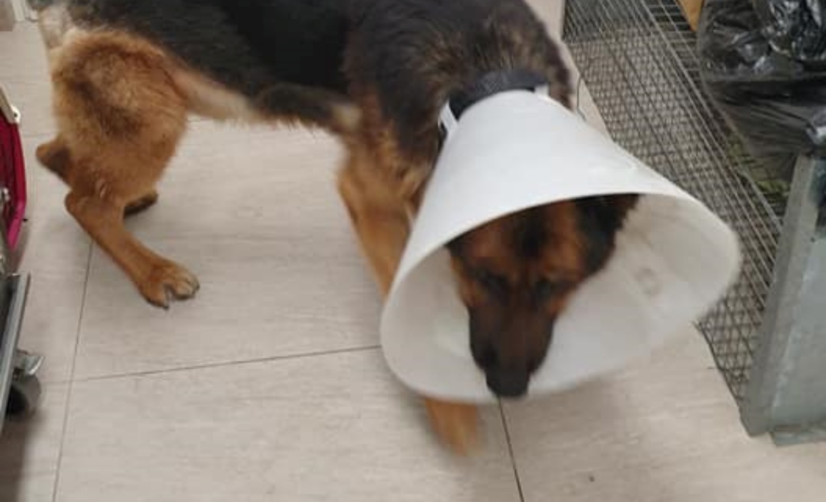 Il dolore del cane Furia