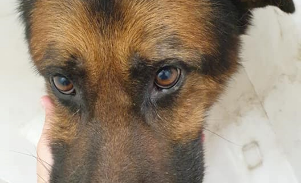 Il dolore del cane Furia