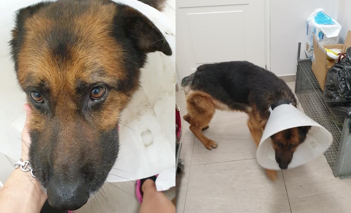 La triste storia del cane Furia: senza coda per il troppo dolore della perdita del suo proprietario
