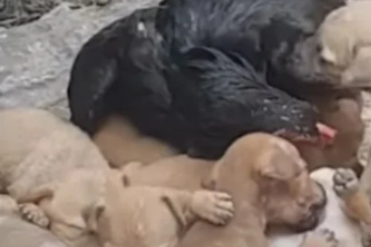 La storia di una gallina che accudisce 8 cuccioli di cane