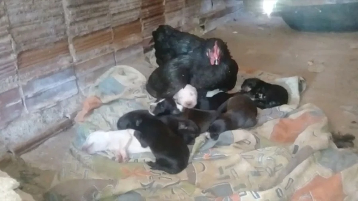 Gallina diventa la mamma adottiva di 8 cagnolini