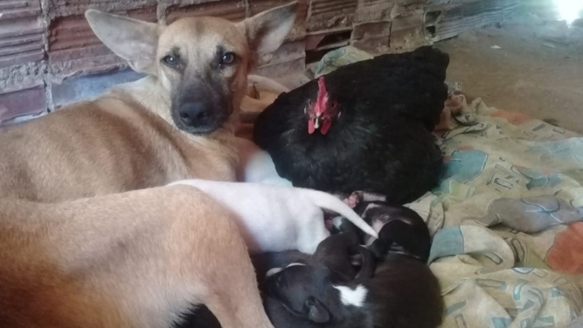 Gallina diventa la mamma adottiva di 8 cagnolini