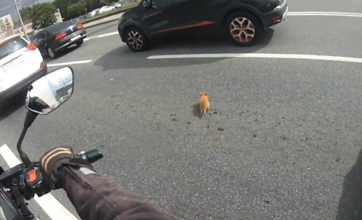 Motociclista salva un gattino