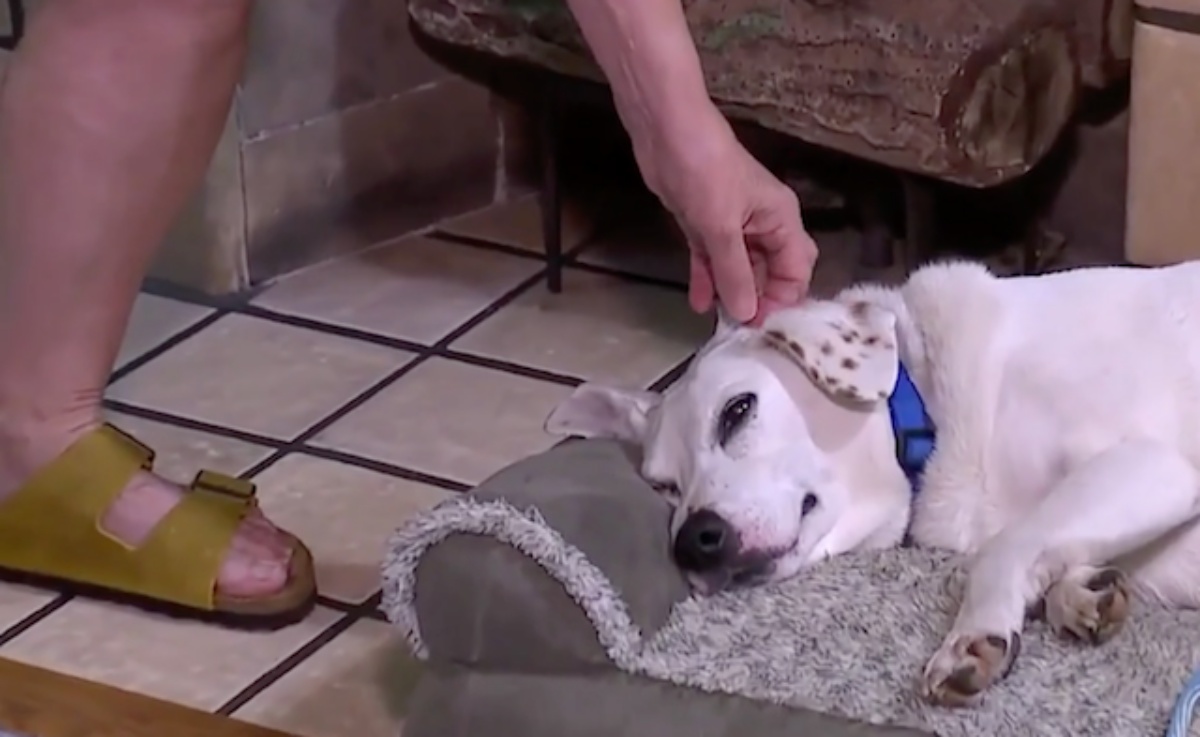 Il salvataggio del cane Gertie