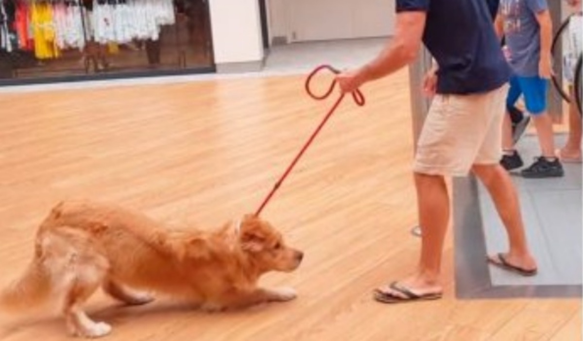 L’esilarante video del cagnolino Google