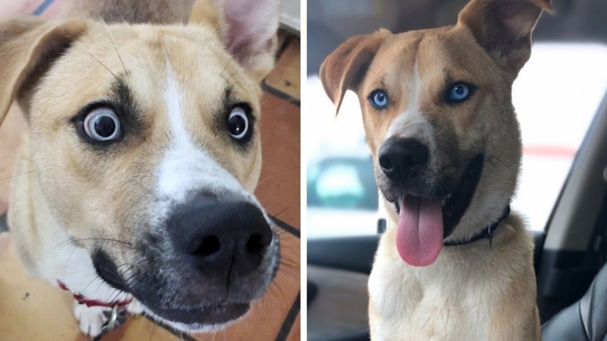 La storia del cane Hank e del suo “particolare” appello di adozione