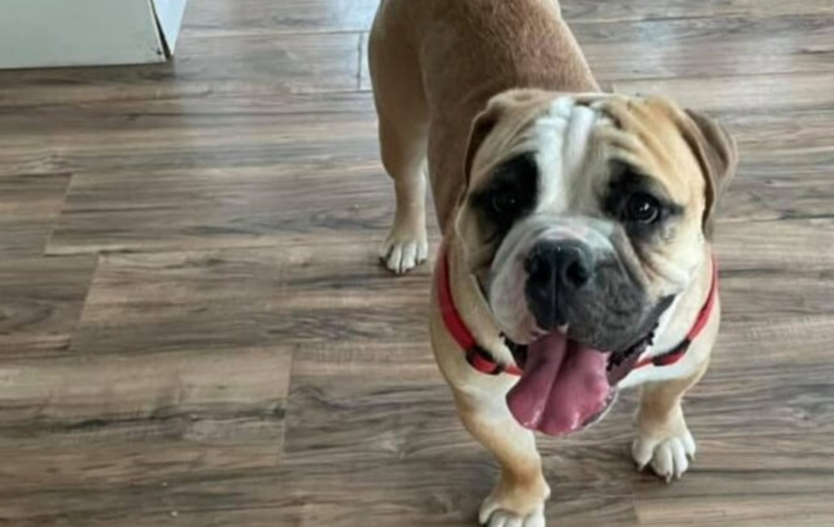 L’assurda vicenda della sparizione del cagnolino Hank