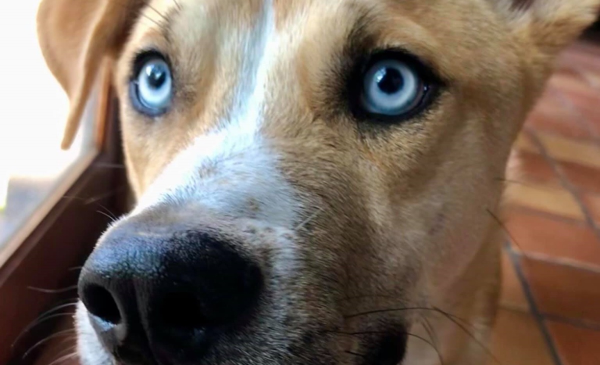 Il post del cane Hank