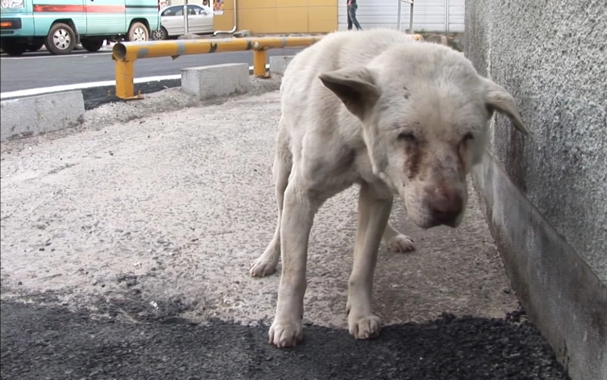 La storia di Jindol, il cane che ha vagato per più di un anno alla ricerca della sua proprietaria