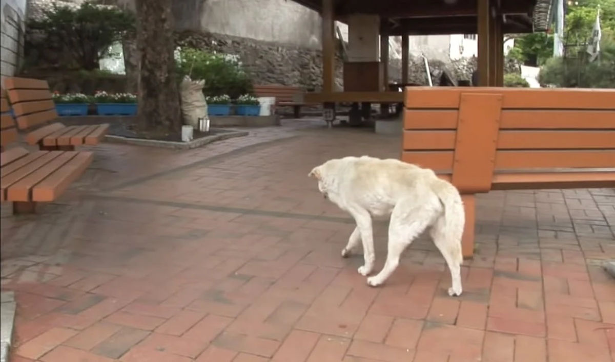 La triste storia del cane Jindol