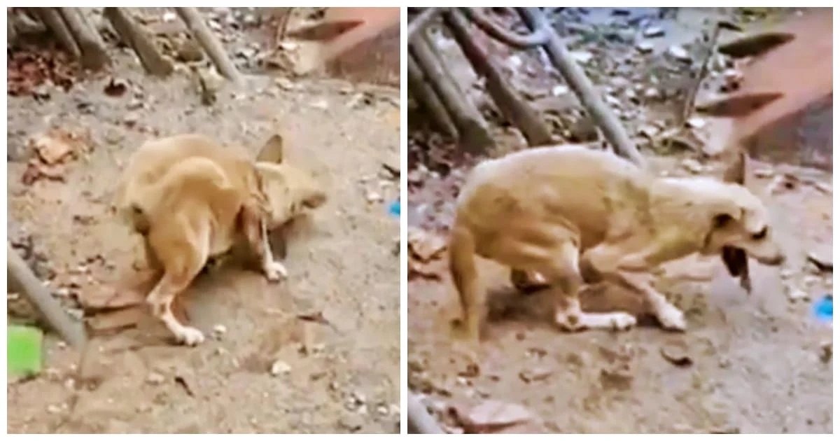 Dopo aver vissuto a lungo per strada, Kaew la cagnolina storpia viene finalmente salvata