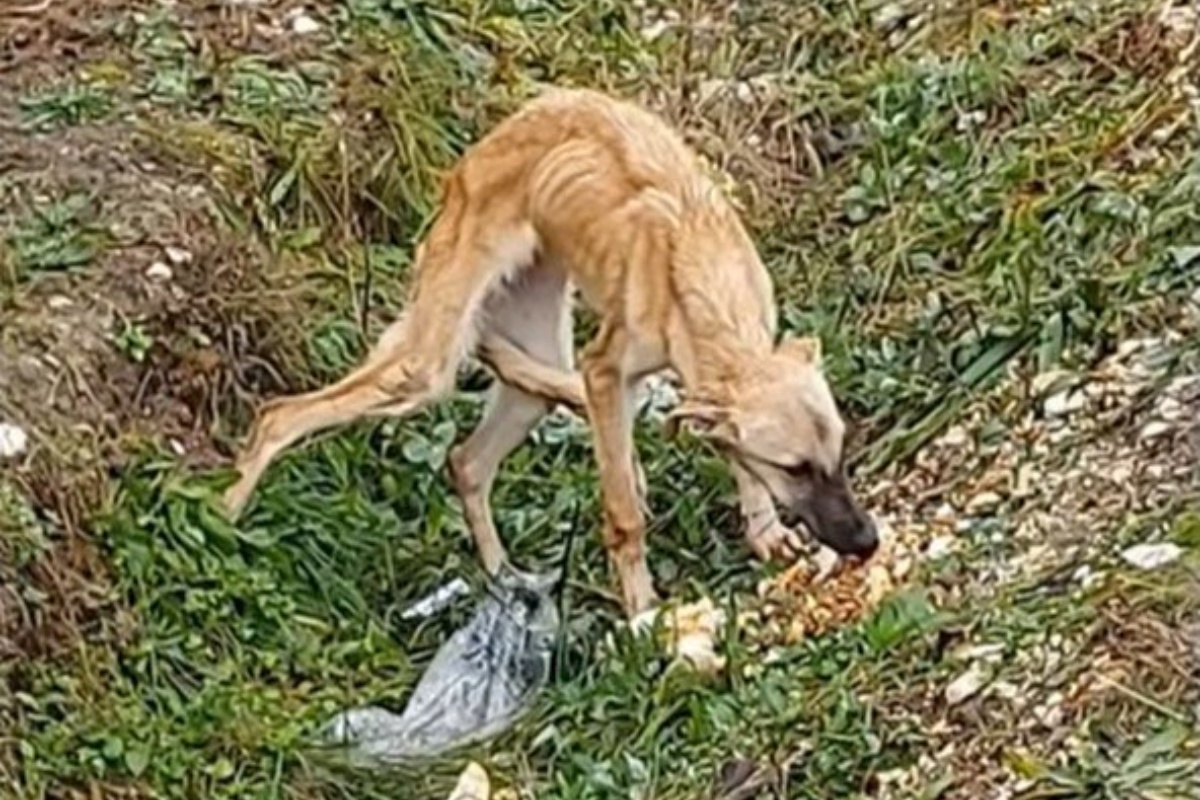 Kola Kariola salva centinaia di cani  dalla vita di strada