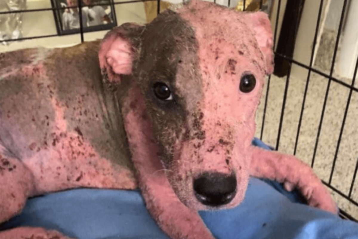 Leialoha, la cagnolina salvata da un uomo che la stava seppellendo viva