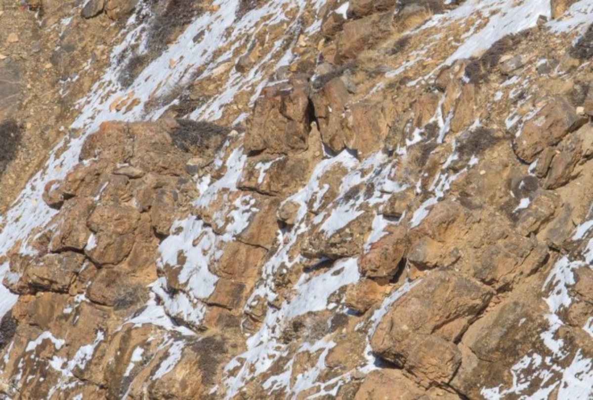 Il gioco del leopardo delle nevi