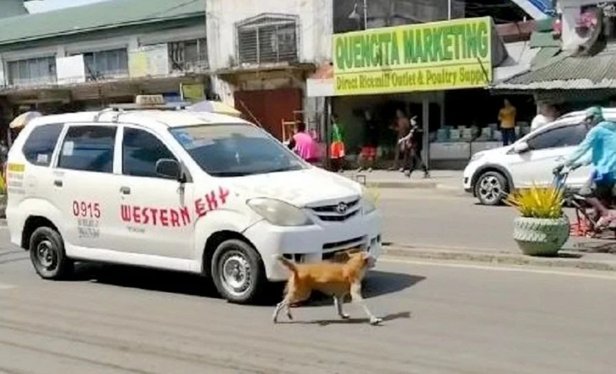 Il video di mamma cane 