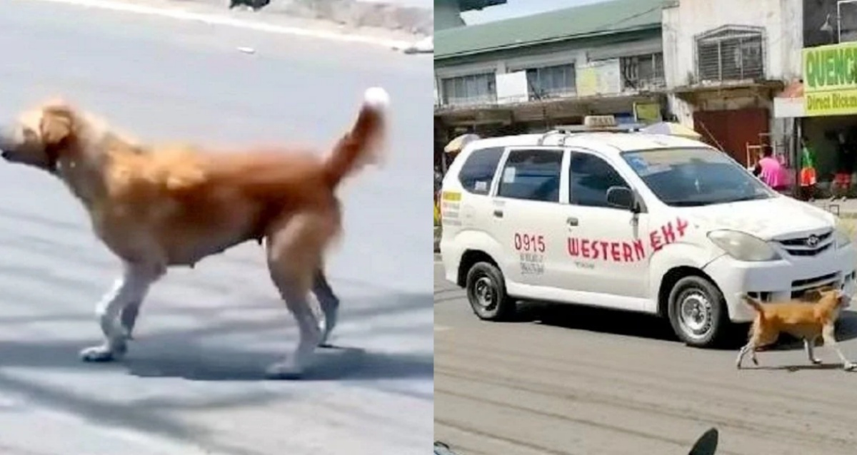 Il video di mamma cane