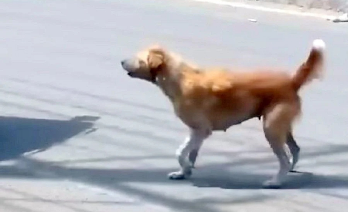 Il video di mamma cane