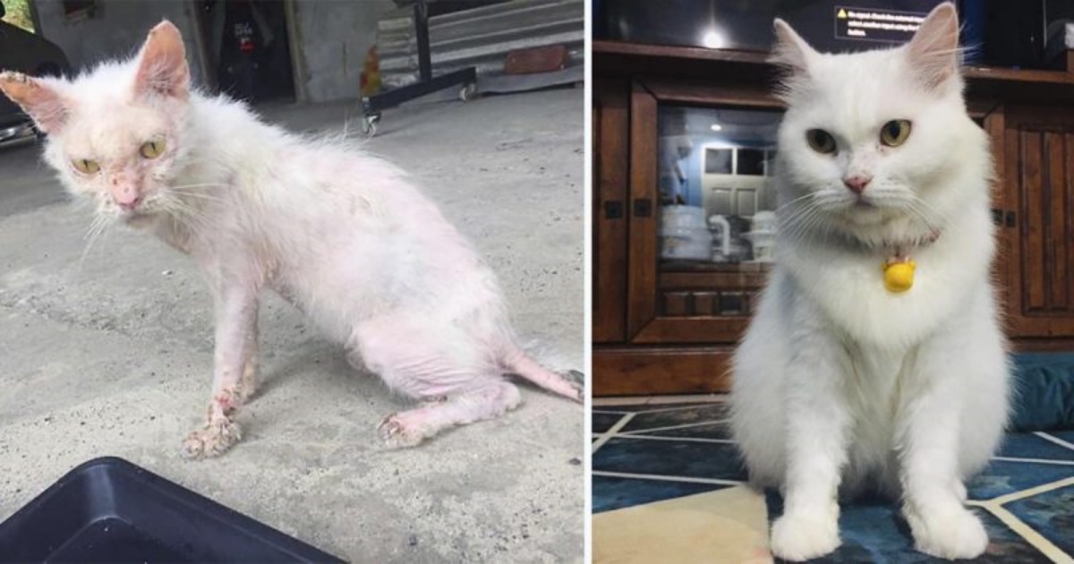 La trasformazione della gattina Meimei, salva grazie al grande cuore di una donna meravigliosa