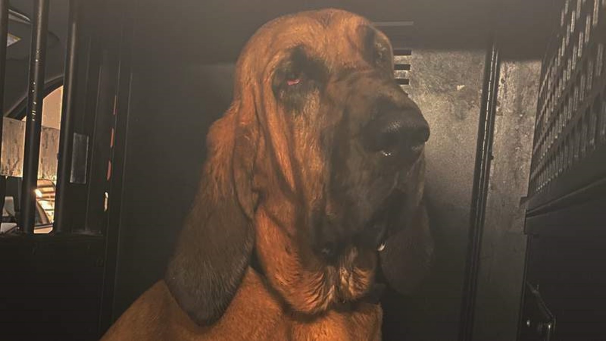 Tempesta Elsa: il cane Mercy riesce a trovare la dodicenne dispersa