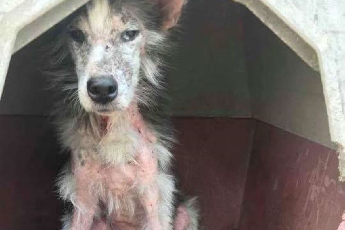Il salvataggio e le cure della cagnolina Mikita