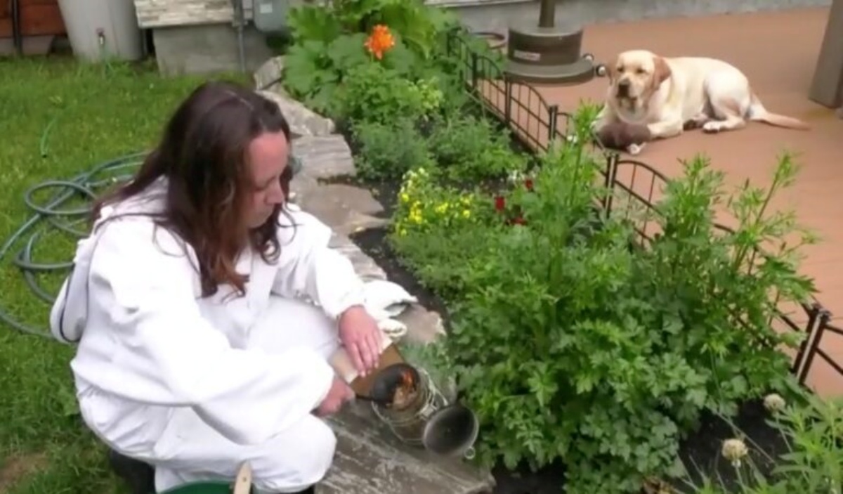 Il cane Moose vestito da apicoltore