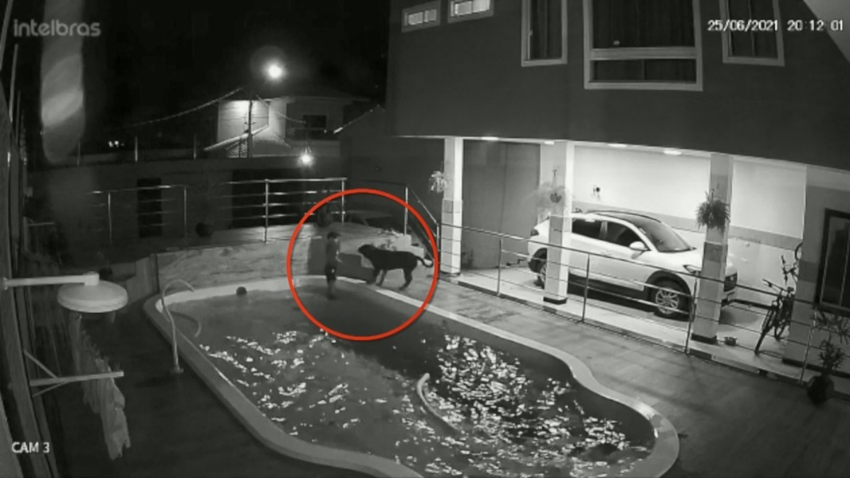 Il video del salvataggio del cane Nitro