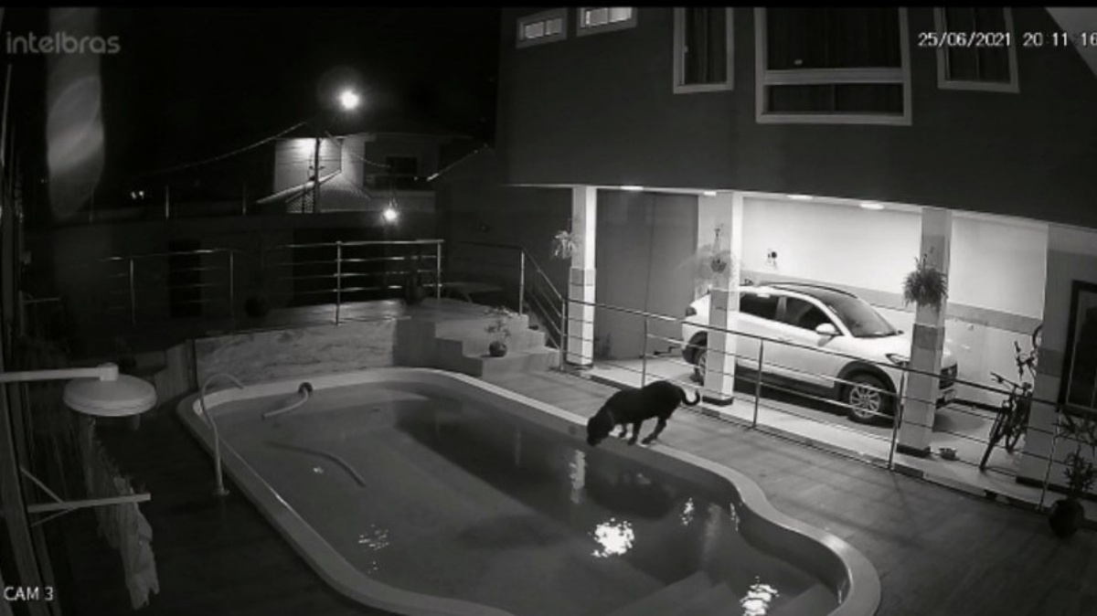 Il video del salvataggio del cane Nitro 