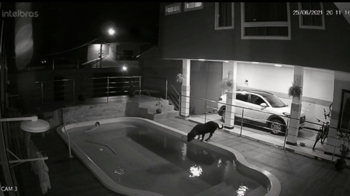 Il video del salvataggio del cane Nitro