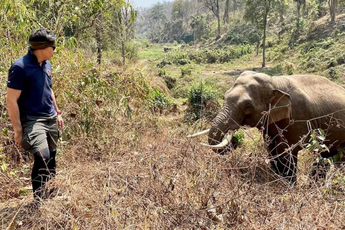 L’elefante Plai Thang riconosce il suo salvatore 12 anni dopo il loro ultimo incontro