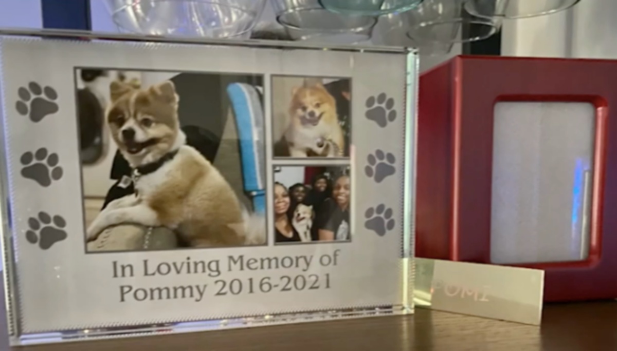 Quando il suo cucciolo Pommy è morto, la veterana Ervin è caduta in una forte depressione
