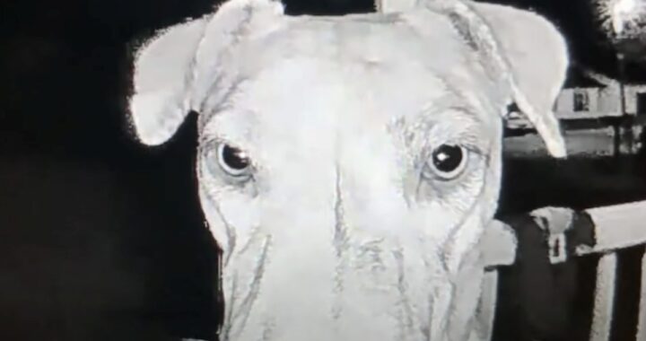 Il simpatico video del cane Rajah
