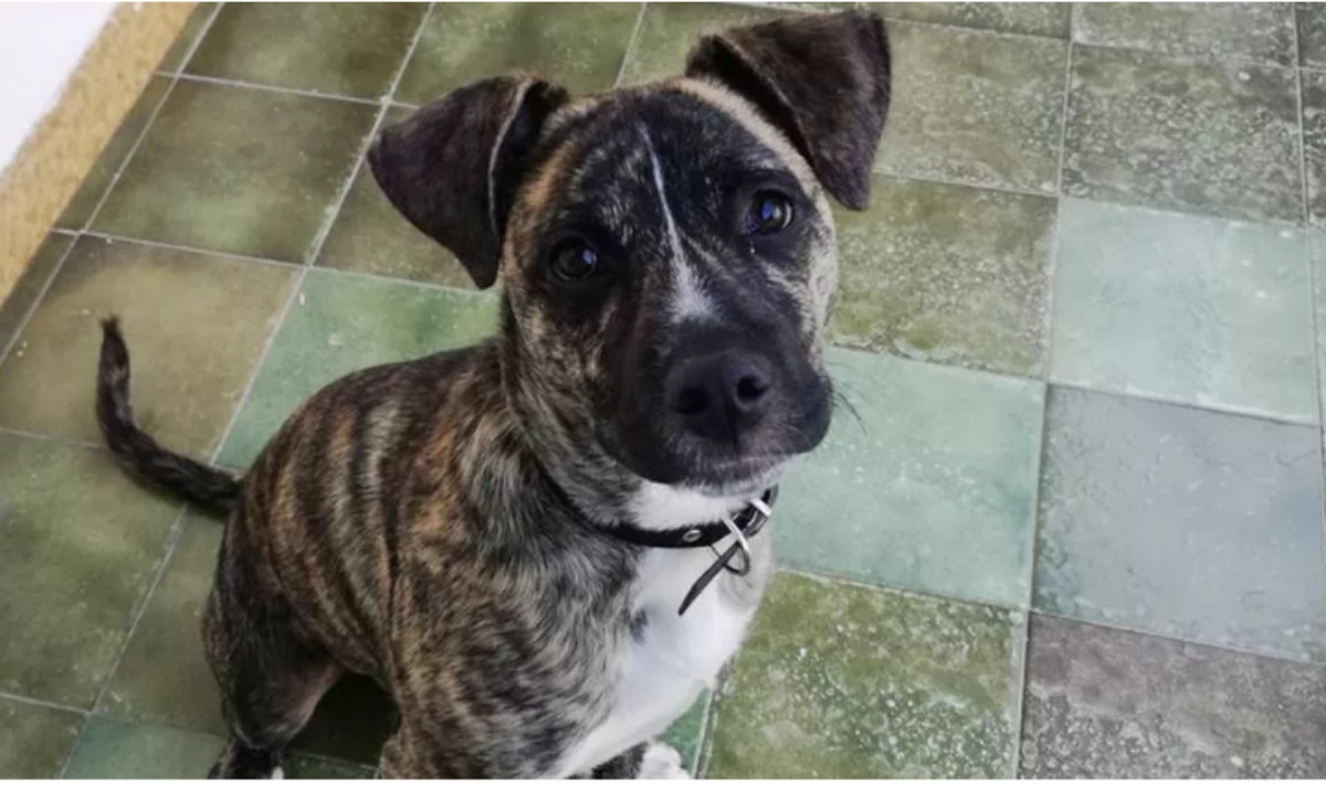 La storia del cane Rei