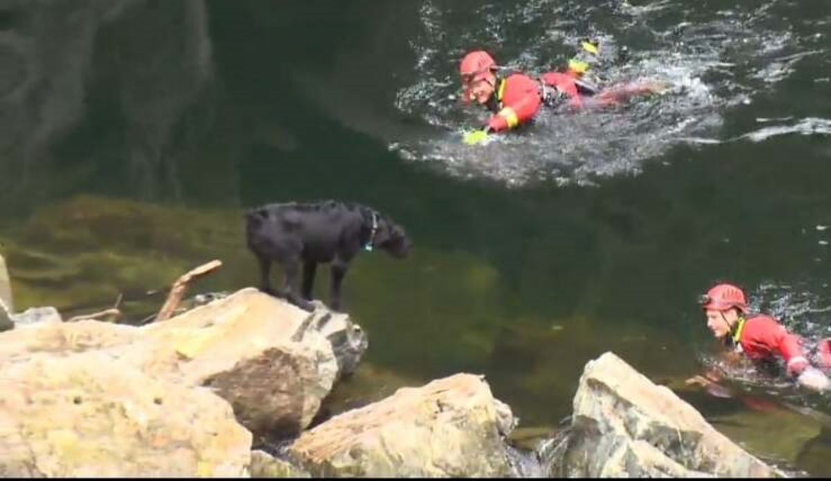 Il salvataggio del cane Shack