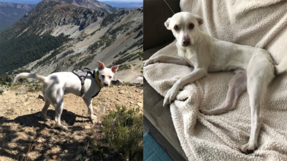 La storia del cane Snow Beau