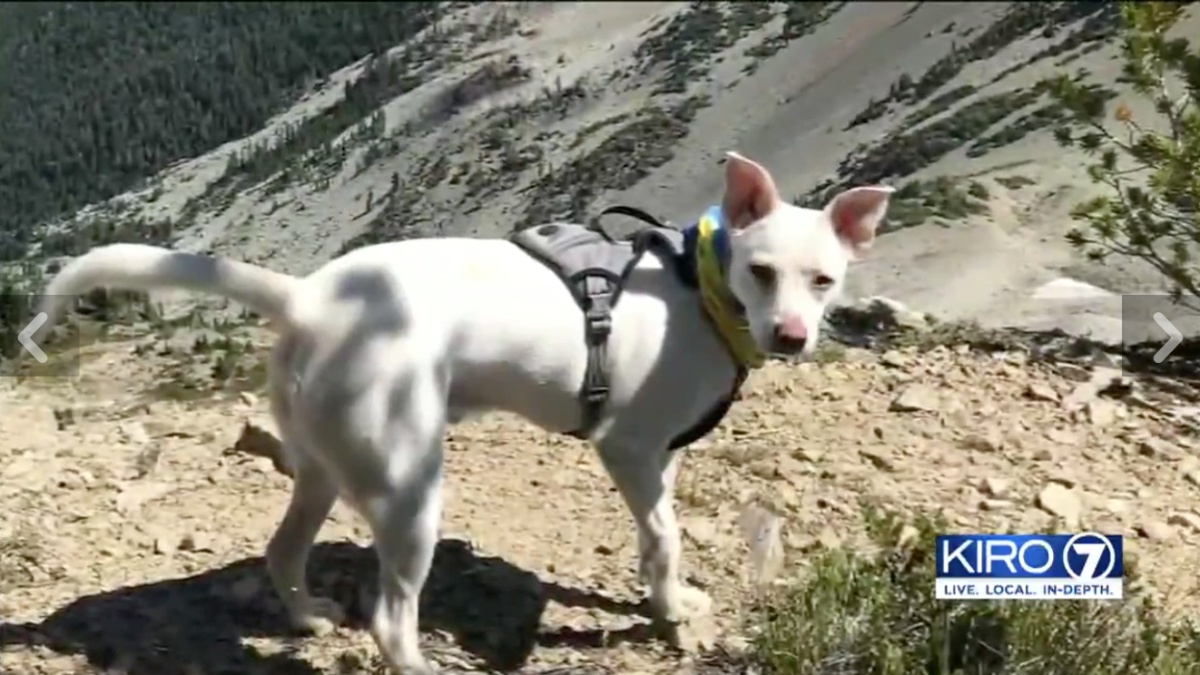 La storia del cane Snow Beau