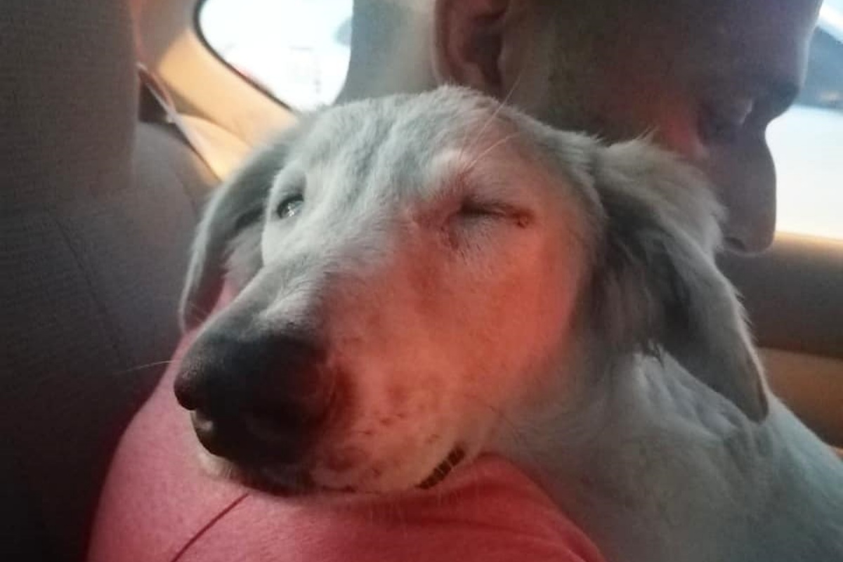 Il cane Snowy si addormenta sulle spalle dell’uomo che lo ha portato via dalla strada