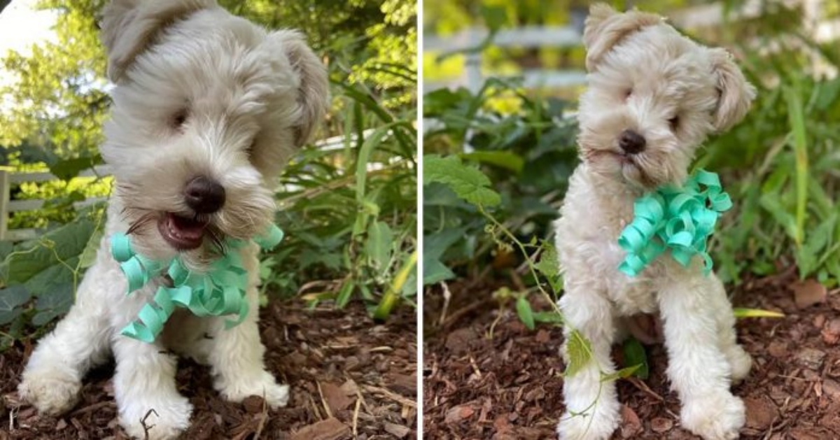 a storia della cagnolina Teacup