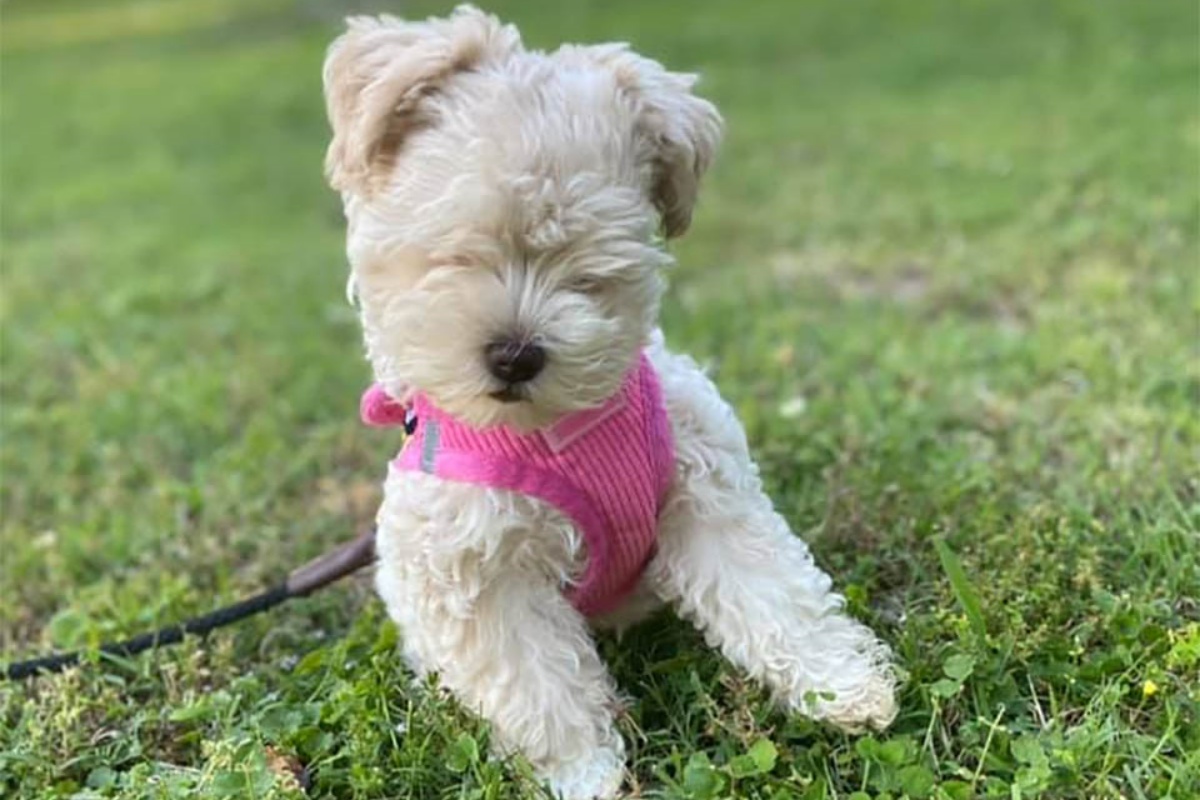 a storia della cagnolina Teacup