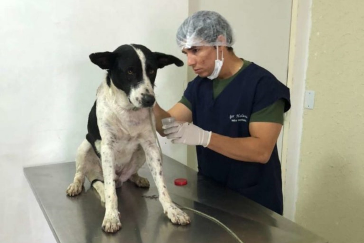 Cagnolino randagio entra nello studio del veterinario a chiedere aiuto