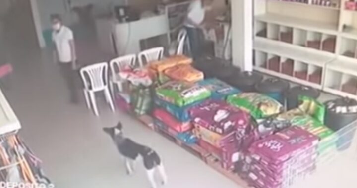 Cagnolino randagio entra nello studio del veterinario a chiedere aiuto