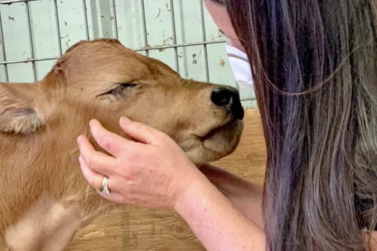 L'amicizia tra il vitello Thunderheart e il cane Max