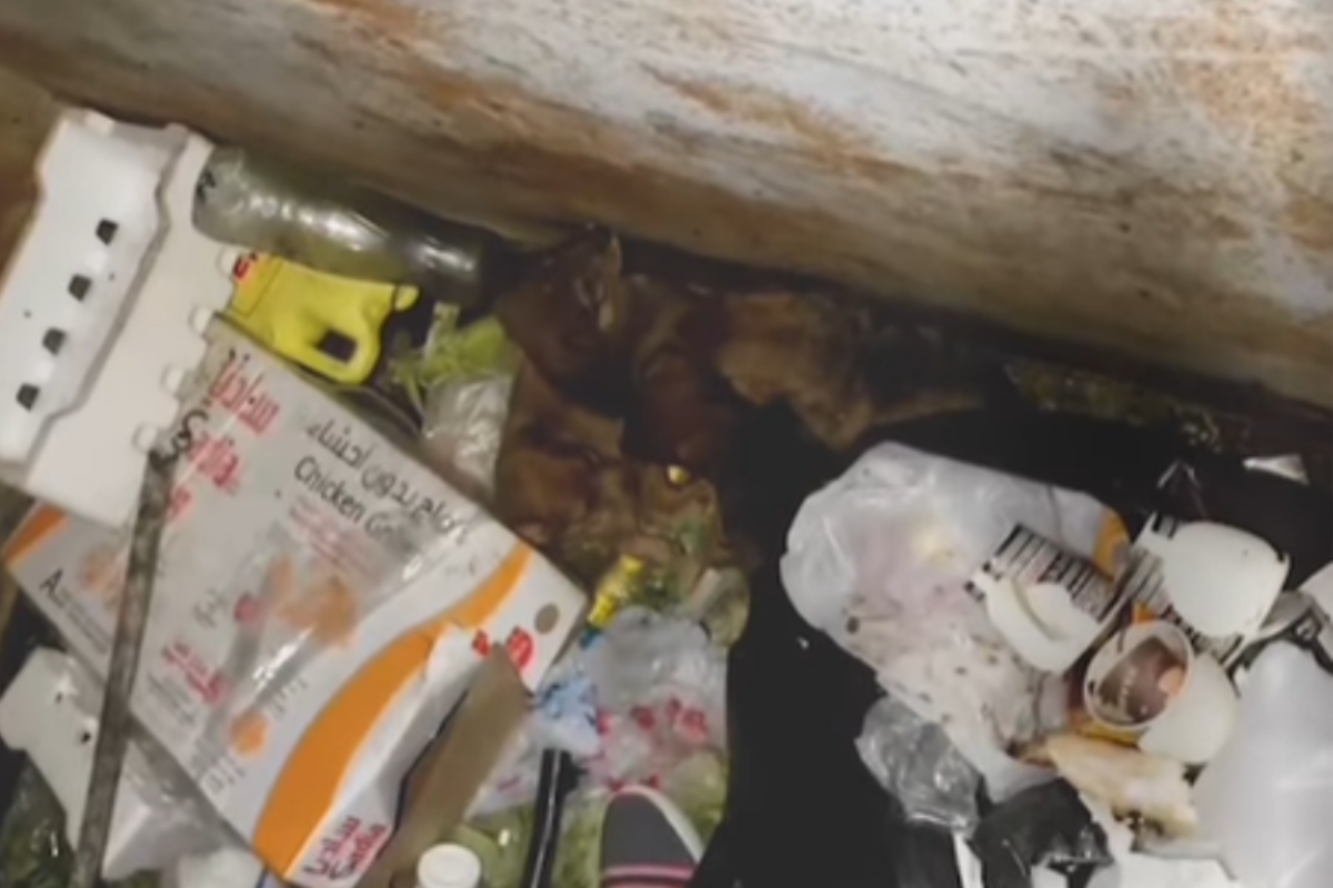 Hanno gettato 4 cuccioli dentro un cassonetto della spazzatura: nessuno se ne era reso conto