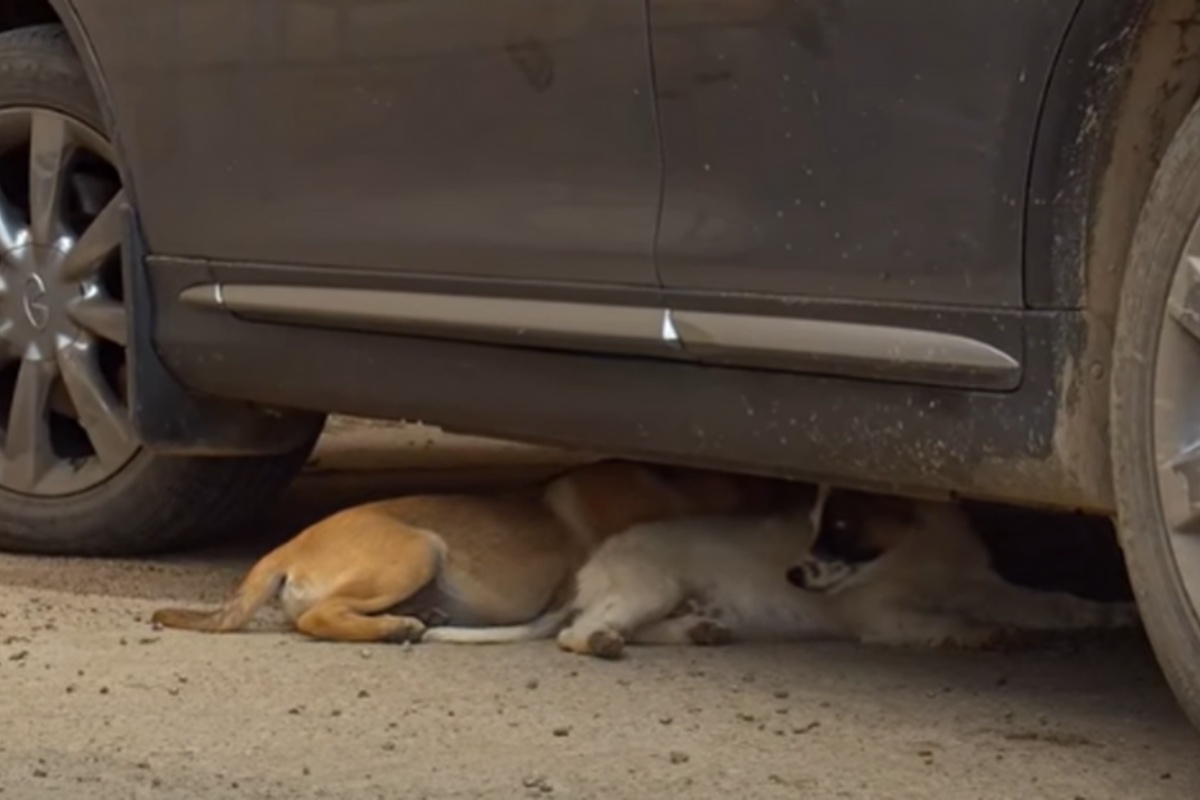 Alba e Dora: le cucciole abbandonate in un posto deserto, che stavano per perdere la vita