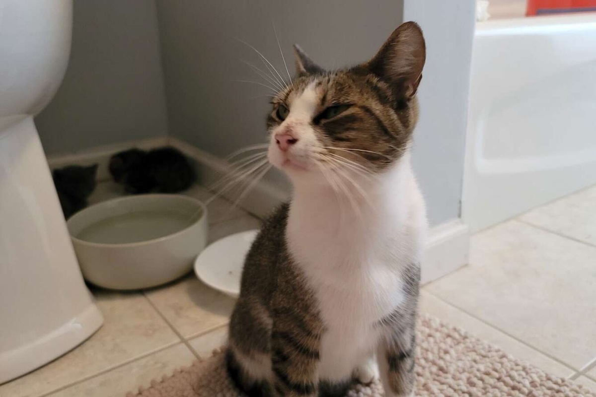 Amelia la gattina che nasconde i suoi piccoli nel garage di un uomo
