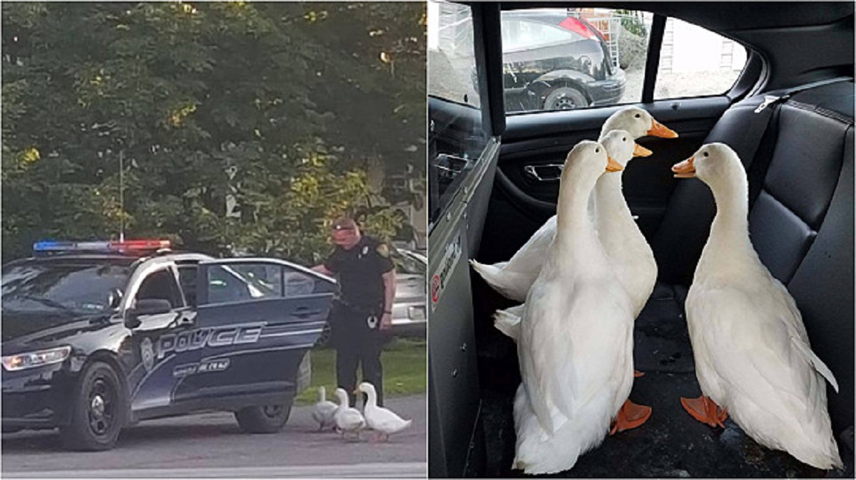 Anatre arrestate dalla polizia: hanno provocato disordini in strada