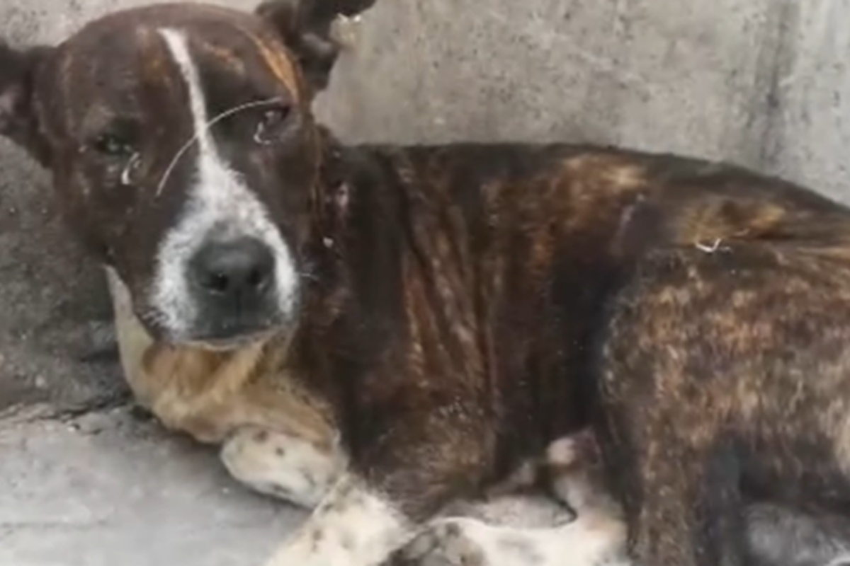 La seconda possibilità di vita del piccolo Bean: il cane trovato in condizioni disperate