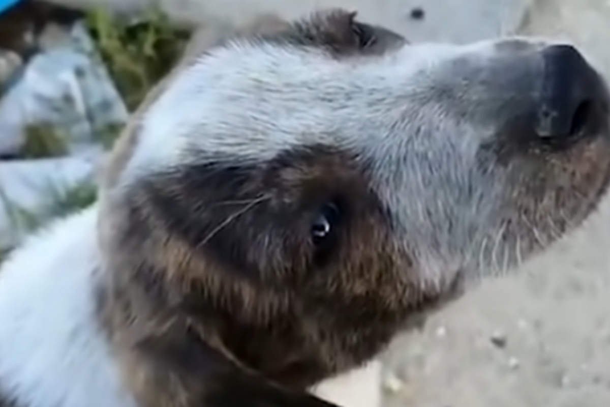 Il bellissimo lieto fine di Caesar, il cucciolo trovato abbandonato in una discarica