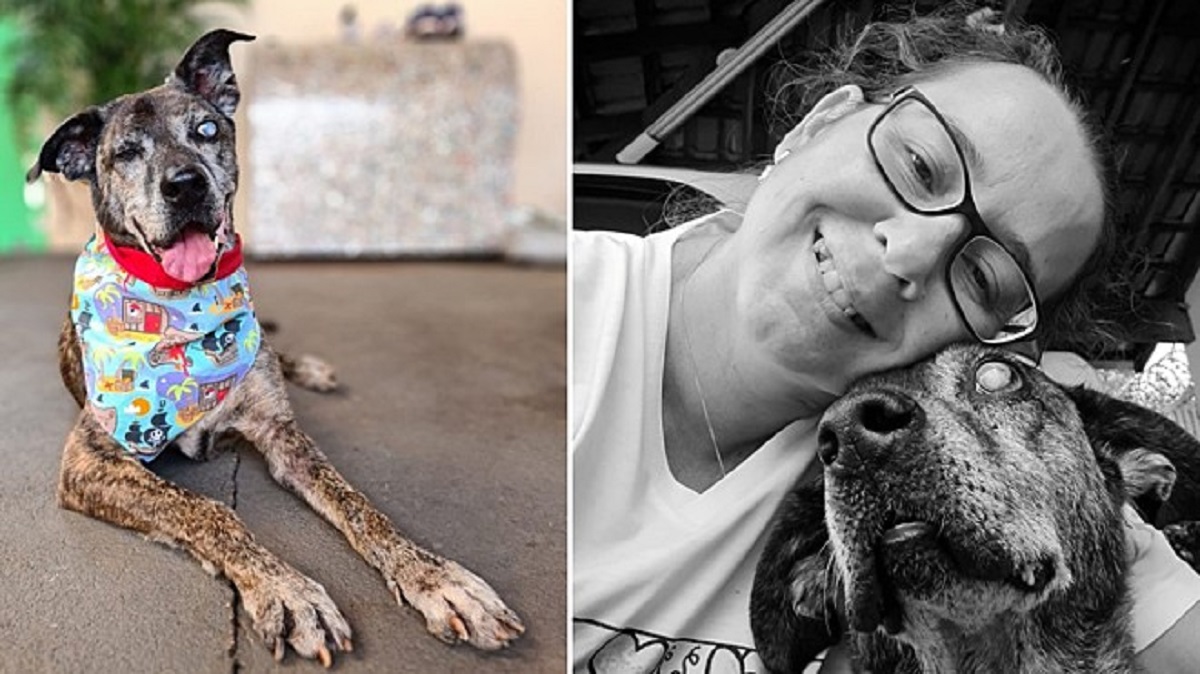 Cane anziano, cieco e amputato adottato dopo aver vissuto 10 anni in canile