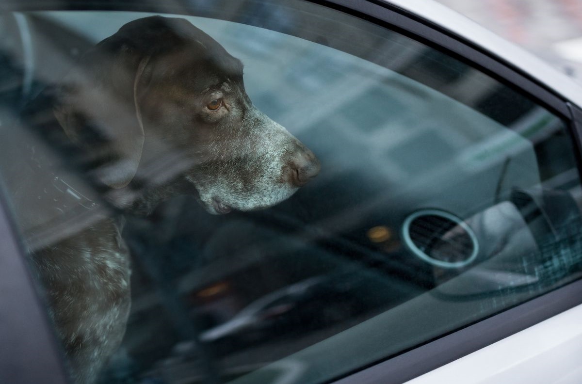 Cane chiuso in auto esperimento